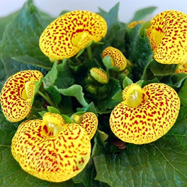 Yellow Red Calceolaria Flower Seeds – Heirloom, Non-GMO, High Germination, Organic Seeds