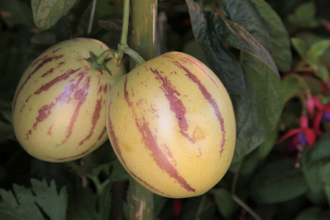 Red Ginseng Melon Seeds – Heirloom, Non-GMO, High Germination Organic Garden Seeds