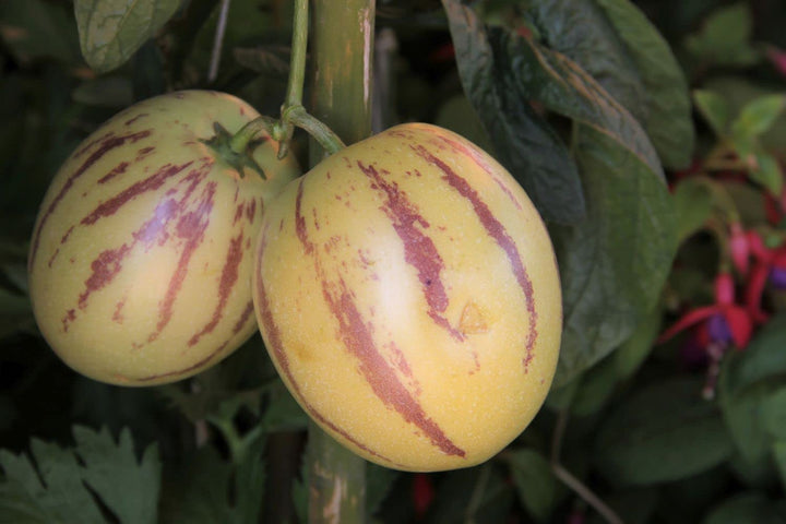 Red Ginseng Melon Seeds – Heirloom, Non-GMO, High Germination Organic Garden Seeds