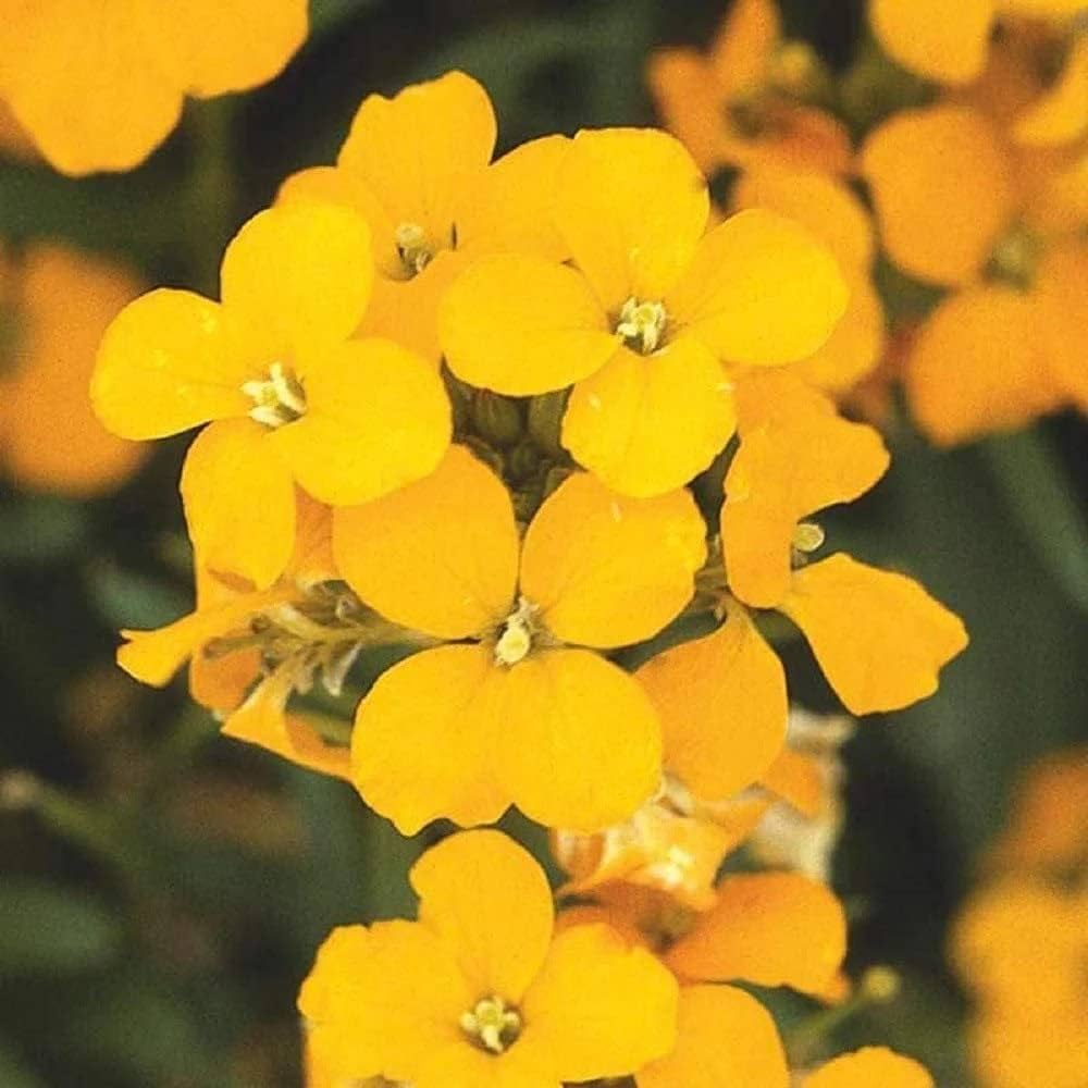 Erysimum Flower Seeds Yellow – Heirloom, Non-GMO, High Germination Seeds for Planting