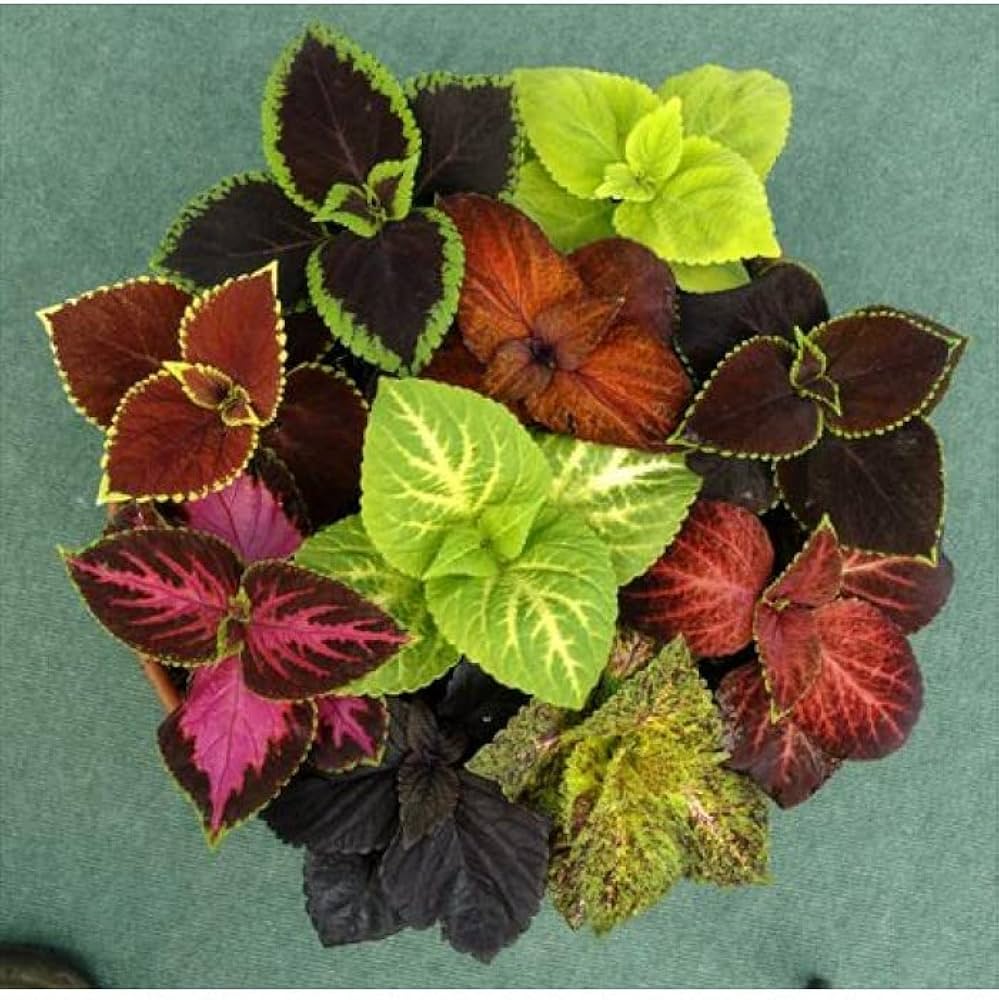 coleus fairway flower seeds