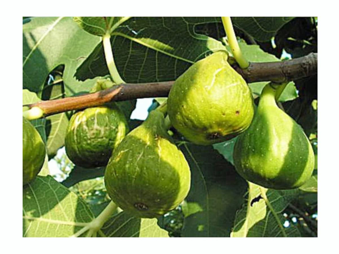 Green Ficus Carica Seeds for Planting – Heirloom Non-GMO High Germination Organic Garden Seeds