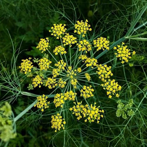 Green Fennel Plant Seeds Heirloom Non-GMO High Germination Organic Garden Seeds for Planting