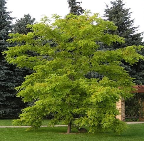green robinia flower seeds