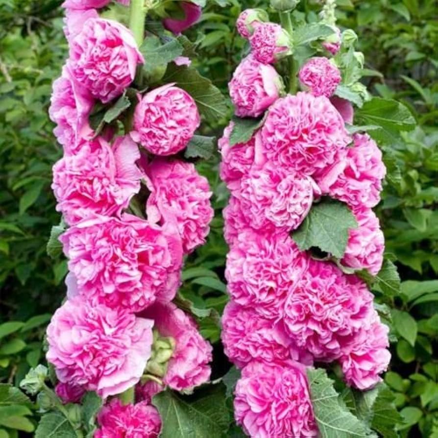 pink hollyhock flower seeds