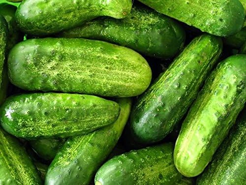 wisconsin cucumber flower seeds