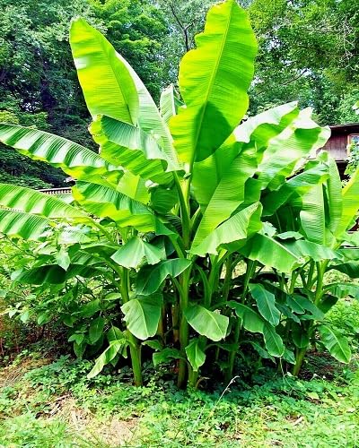 Green Banana Plant Seeds – Heirloom, Non-GMO, High Germination Organic Garden Seeds