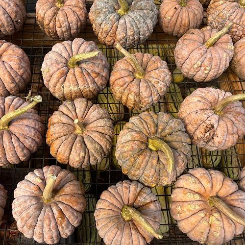 Orange Squash Seeds – Heirloom, Non-GMO, High Germination Organic Garden Seeds Planting