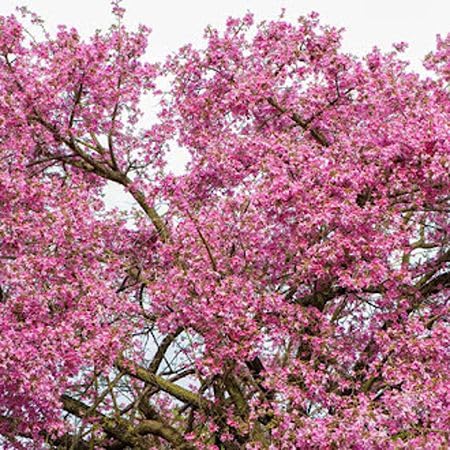 Pink Ceiba Speciosa Flower Seeds Heirloom Non-GMO High Germination Organic Garden Seeds for Planting