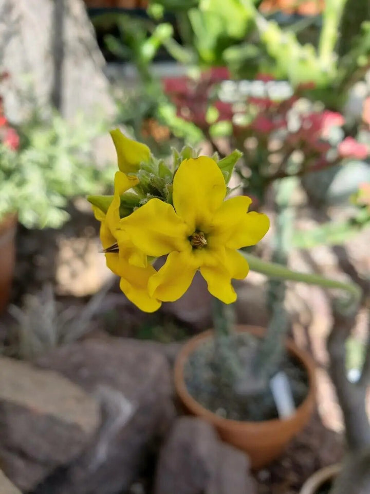 Pachypodium Rosulatum Flower Seeds – Heirloom, Non-GMO, High Germination Seeds