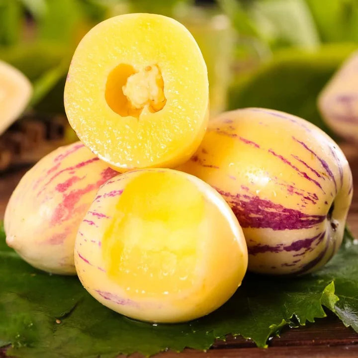 Sugar Gold Pepino Melon Fruit Seeds for Planting – Heirloom Non-GMO High Germination Organic Garden Seeds