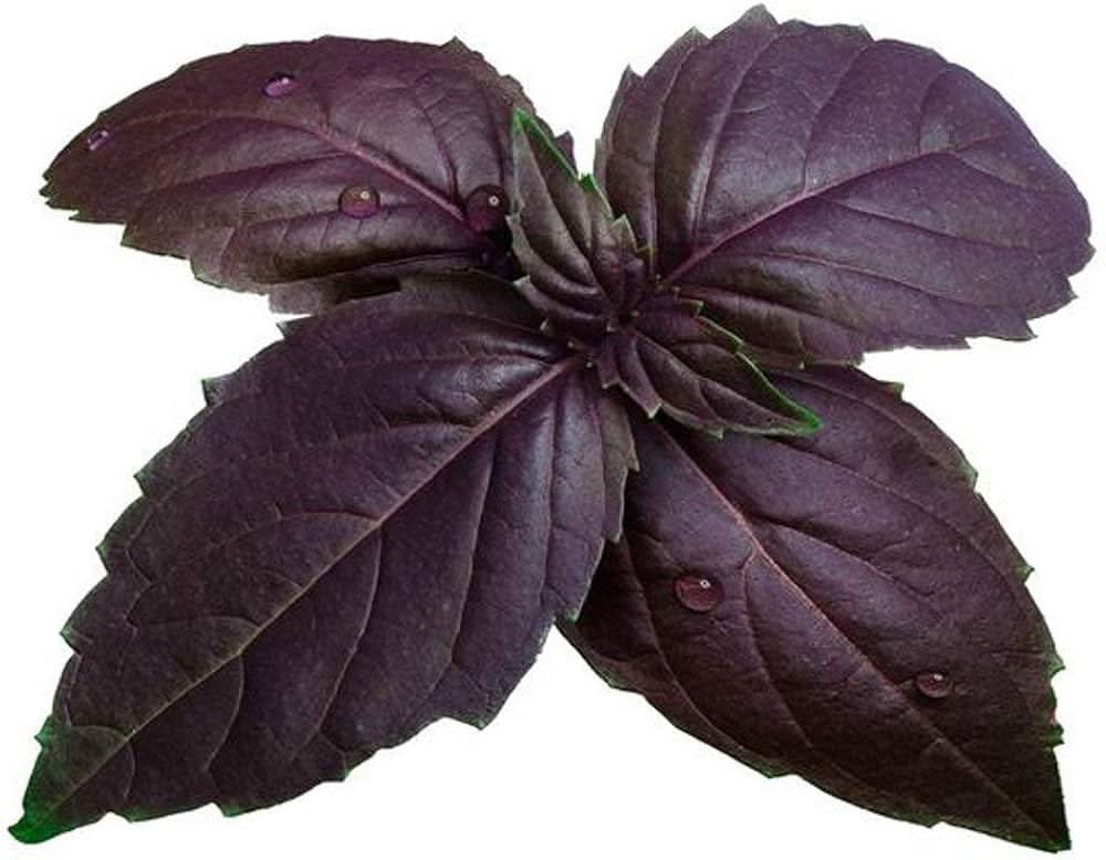Purple Basil herb seeds