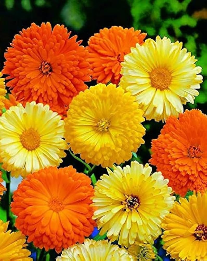 Mixed Calendula Flower Seeds – Heirloom, Non-GMO, High Germination, Organic Garden Seeds