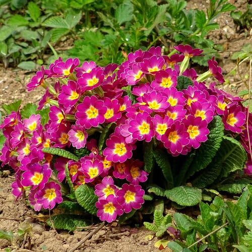 Pink Yellow Primrose Flower Seeds for Planting – Heirloom Non-GMO High Germination Organic Garden Seeds