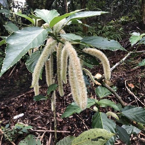 White Acalypha Hispida Flower Seeds Heirloom Non-GMO High Germination Organic Garden Seeds