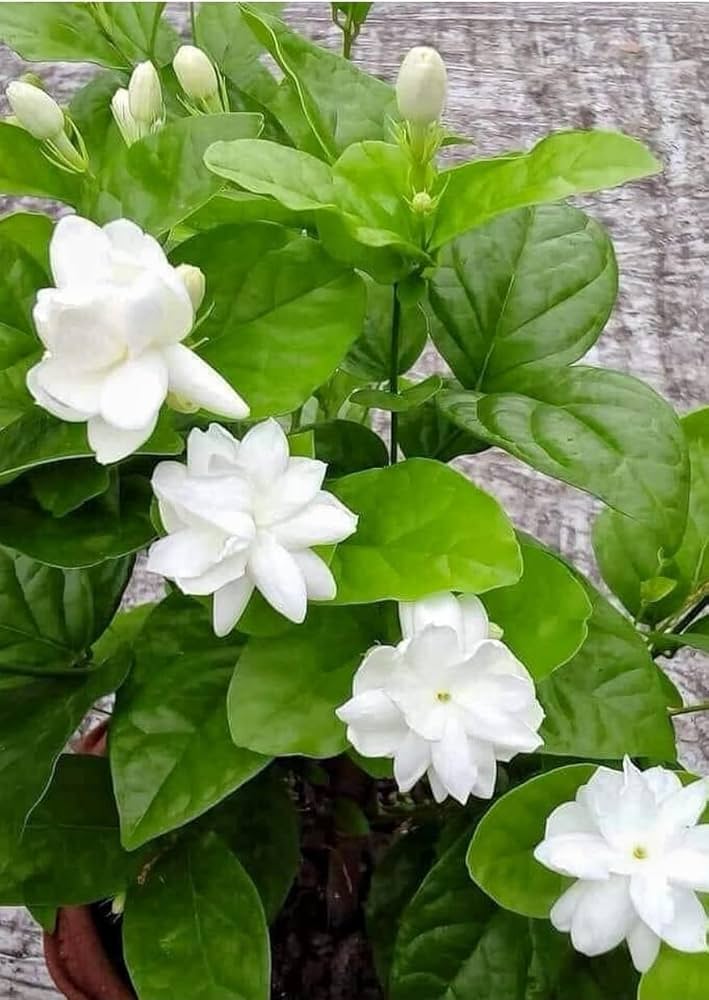 Jasmine Flower White Seeds – Heirloom, Non-GMO, High Germination Seeds