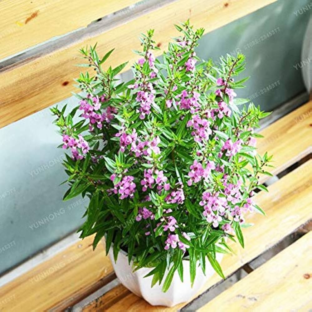 angelonia salicariifolia flower seeds
