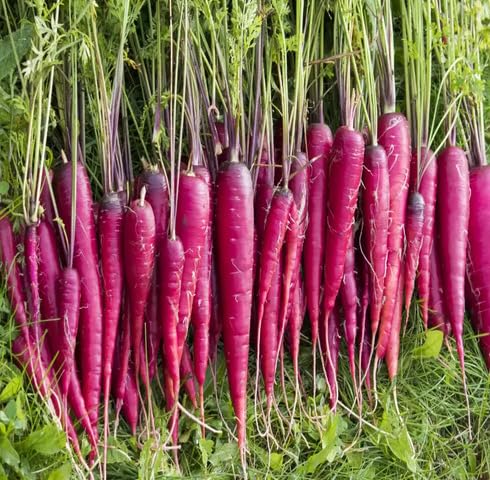 Purple Carrot Seeds – Heirloom, Non-GMO, High Germination Organic Garden Seeds Planting