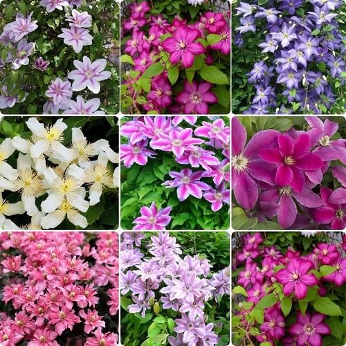 Mixed Clamities Flower Seeds – Heirloom, Non-GMO, High Germination Seeds for Planting