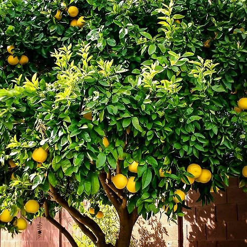 Lemon Seeds – Heirloom, Non-GMO, High Germination Organic Garden Seeds