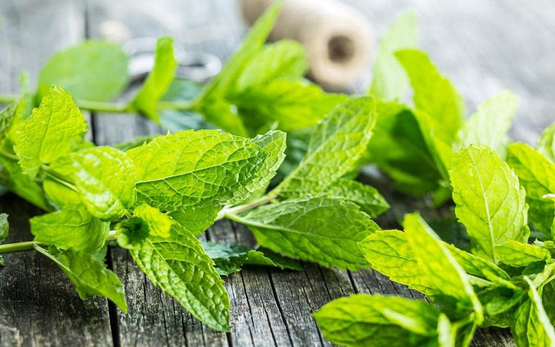 Mint Plant herb seeds