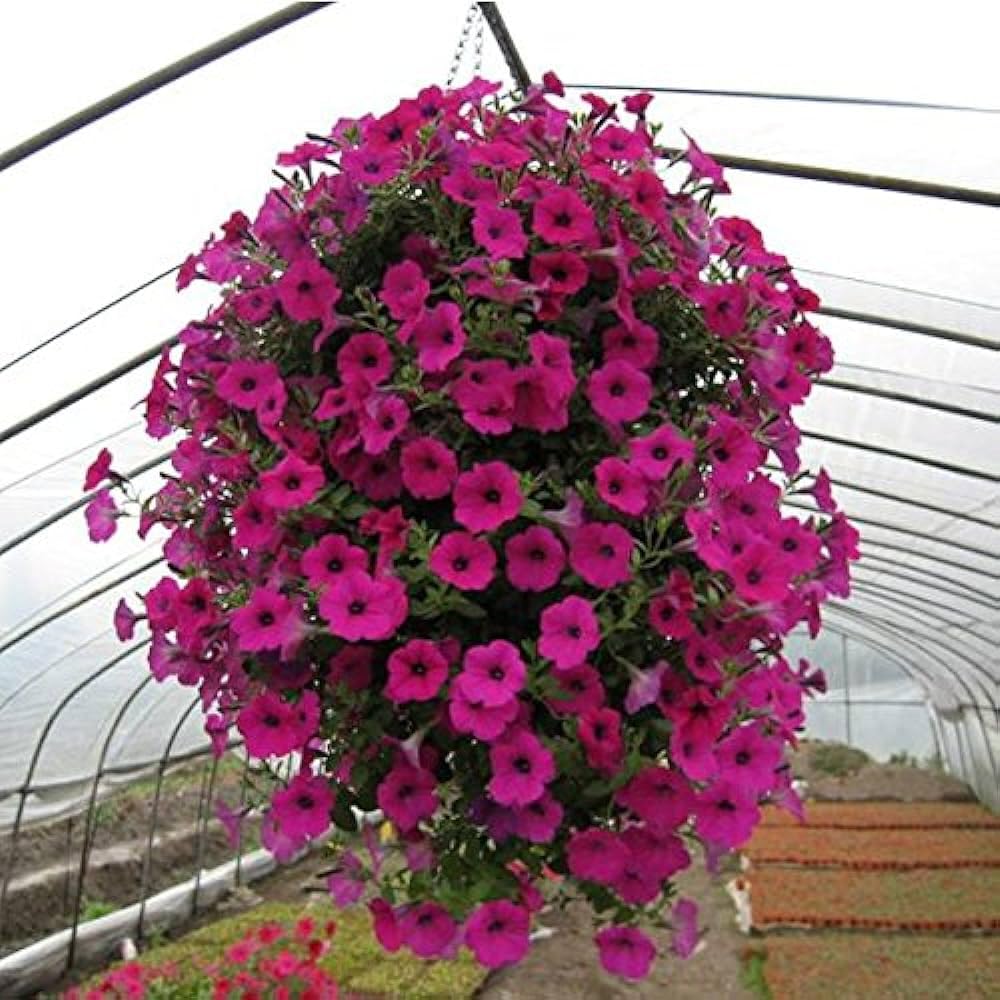 petunia freedom flower seeds