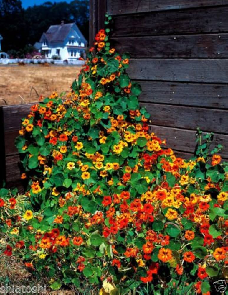 nasturtium altered flower seeds
