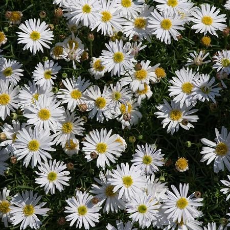 Brachyscome Flower Seeds – Heirloom, Non-GMO, High Germination Organic Garden Seeds for Planting
