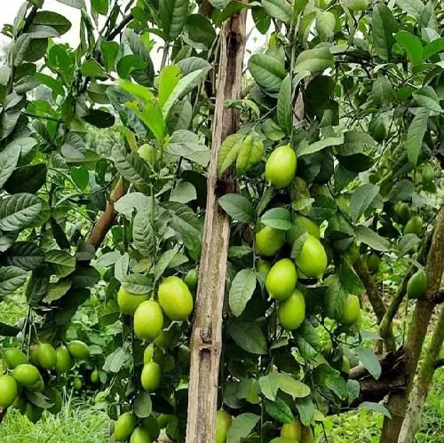Lemon Tree Seeds Green – Heirloom, Non-GMO, High Germination Organic Garden Seeds