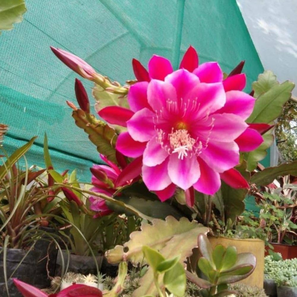 saussurea japonica flower seeds
