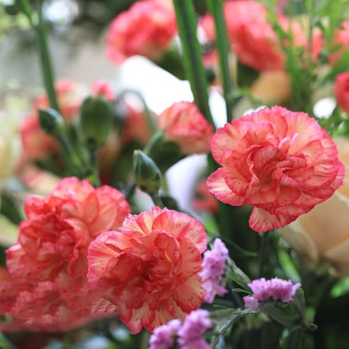 multi color flower seeds