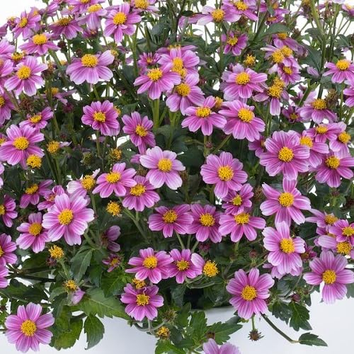 Pink Bidens Flowers Seeds Heirloom Non-GMO High Germination Organic Garden Seeds for Planting