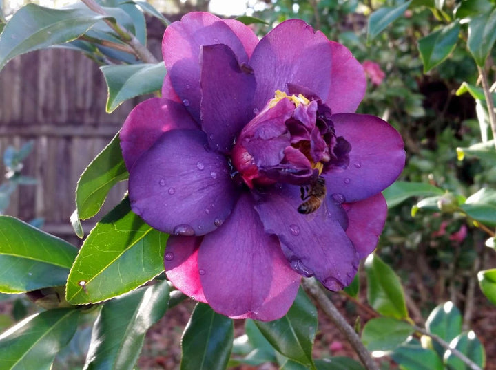 Dark Purple Camellia Flower Seeds Heirloom Non-GMO High Germination Organic Garden Seeds for Planting