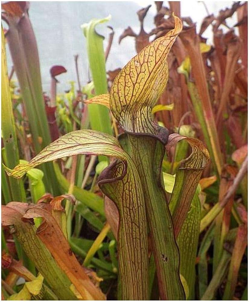 Sarracenia Rubra herb seeds