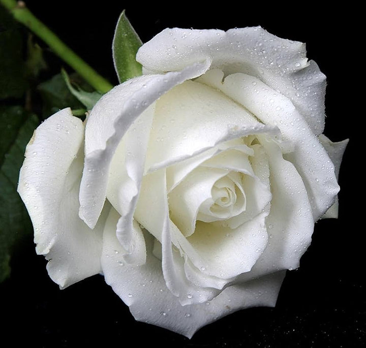 rose flower flower seeds