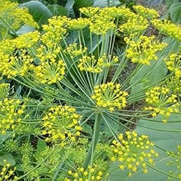Yellow Dill herb seeds