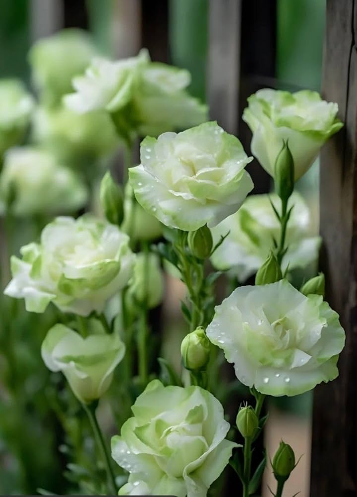 Green Eustoma Flower Seeds – Heirloom Non-GMO High Germination Seeds
