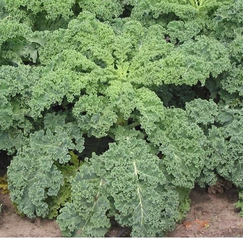 Green Kale Seeds – Heirloom, Non-GMO, High Germination Organic Garden Seeds Planting