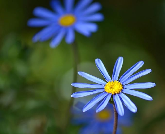 blue felicia flower seeds