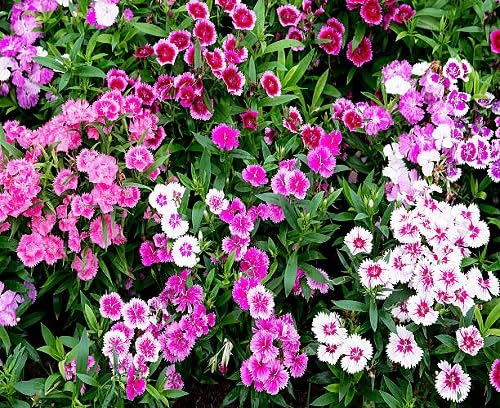 Dianthus Flower Seeds – Heirloom, Non-GMO, High Germination Organic Garden Seeds for Planting