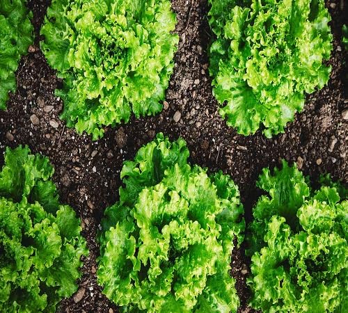 Lettuce – Heirloom, Non-GMO, High Germination Organic Garden Seeds Planting
