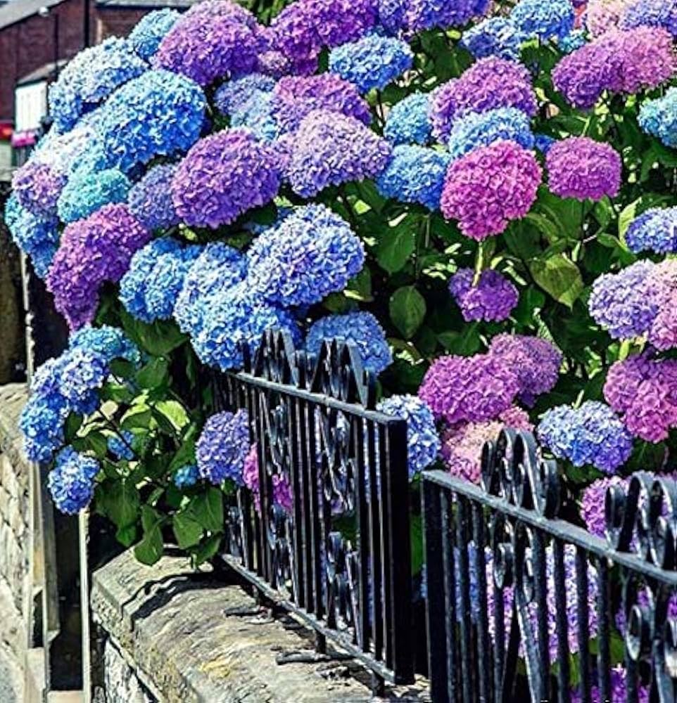 hydrangea for flower seeds