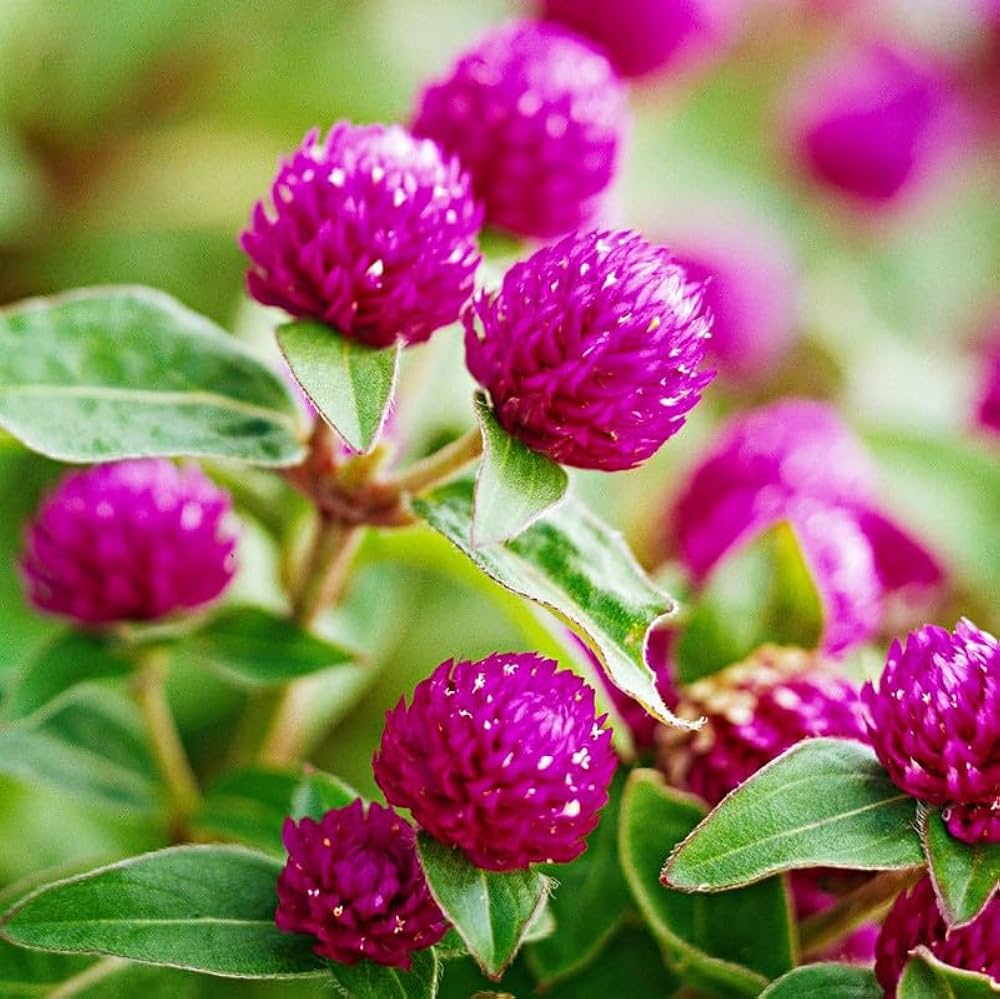 gomphrena haageana flower seeds