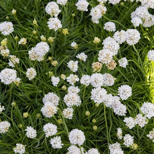 White Pseudarmeria Flower Seeds Heirloom Non-GMO High Germination Organic Garden Seeds for Planting