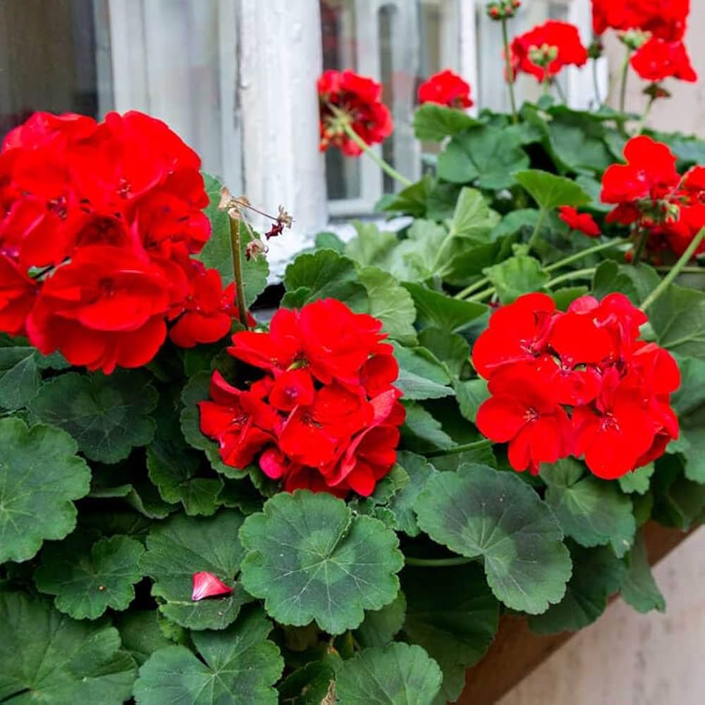 Red Bonsai Geranium Flowers Seeds – Heirloom, Non-GMO, High Germination Organic Garden Seeds for Planting