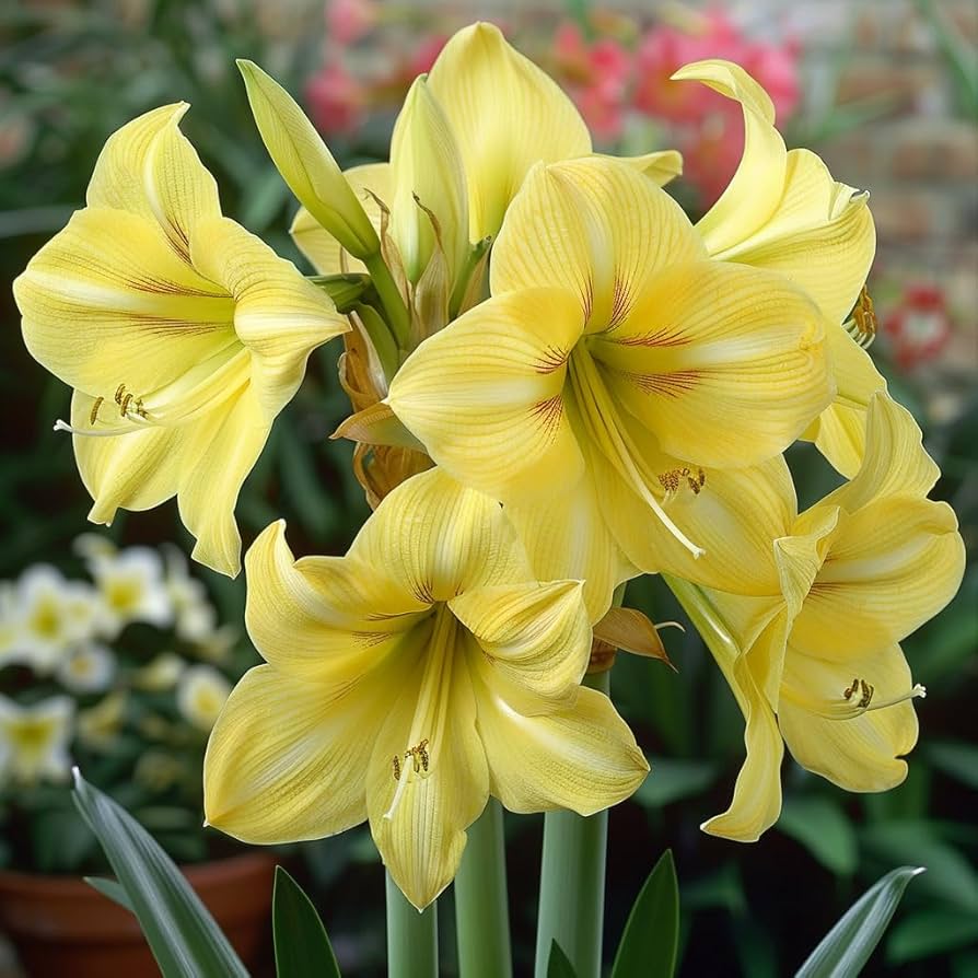yellow sunrise flower seeds