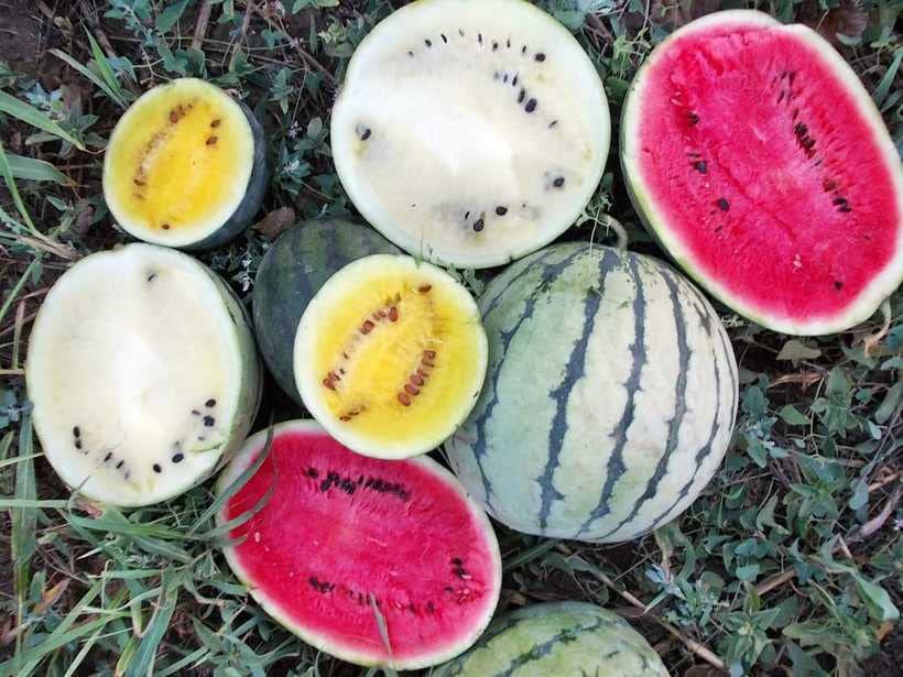 Multi-Colour Watermelon Fruit Seeds – Heirloom, Non-GMO, High Germination Seeds