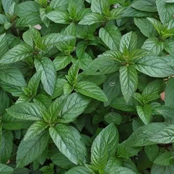 Peppermint Plant herb seeds