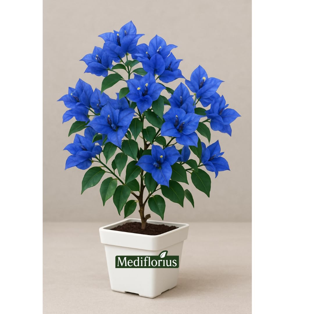 Blue Bougainvillea Flower Seeds – Heirloom Non-GMO, High Germination Organic Garden Seeds for Planting