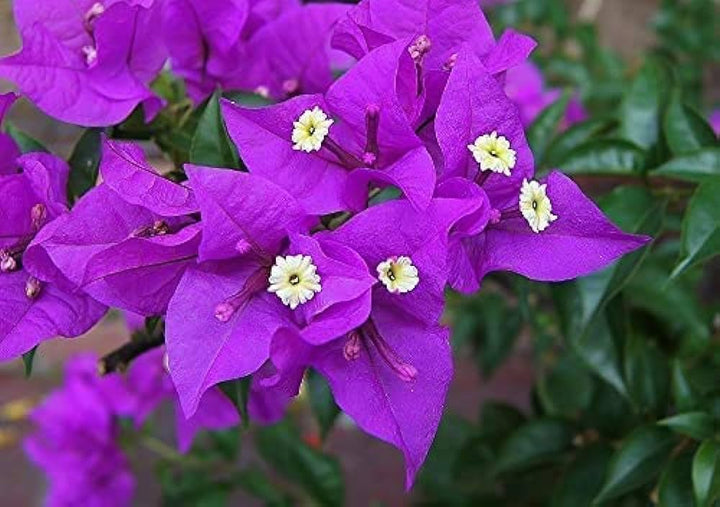 Purple Bougainvillea Flower Seeds – Heirloom, Non-GMO, High Germination, Organic Garden Seeds